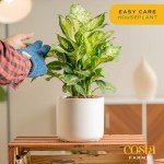 Costa Farms Dieffenbachia, Live Indoor Plant in Décor Plant Pot, Potted Houseplant in Potting Soil Mix, Real Plants Gift for Mom, Dad, 12-14 Inches Tall