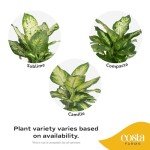 Costa Farms Dieffenbachia, Live Indoor Plant in Décor Plant Pot, Potted Houseplant in Potting Soil Mix, Real Plants Gift for Mom, Dad, 12-14 Inches Tall