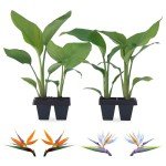 Bird of Paradise Plants Live (4-Pack), Strelitzia Plants with Perennial Orange (2) and White (2) Flowers, Indoor/Outdoor Plants, Exotic Tropical Decor, Not Artificial, 6-10" Height. 2" Pot.