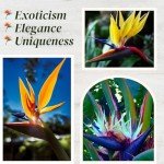 Bird of Paradise Plants Live (4-Pack), Strelitzia Plants with Perennial Orange (2) and White (2) Flowers, Indoor/Outdoor Plants, Exotic Tropical Decor, Not Artificial, 6-10" Height. 2" Pot.
