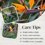 Bird of Paradise Plants Live (4-Pack), Strelitzia Plants with Perennial Orange (2) and White (2) Flowers, Indoor/Outdoor Plants, Exotic Tropical Decor, Not Artificial, 6-10" Height. 2" Pot.