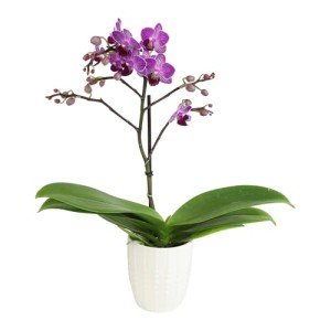 Purple Phalaenopsis Live Orchid Plant Lover Gift & White Orchid Pot, 11-15" Tall, Live Plant Gift, Fresh Orchids Plants Live House Plants, Live Plants Indoor Plants Live Houseplants by Plants for Pets