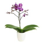 Purple Phalaenopsis Live Orchid Plant Lover Gift & White Orchid Pot, 11-15" Tall, Live Plant Gift, Fresh Orchids Plants Live House Plants, Live Plants Indoor Plants Live Houseplants by Plants for Pets