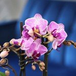 Purple Phalaenopsis Live Orchid Plant Lover Gift & White Orchid Pot, 11-15" Tall, Live Plant Gift, Fresh Orchids Plants Live House Plants, Live Plants Indoor Plants Live Houseplants by Plants for Pets