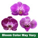 Purple Phalaenopsis Live Orchid Plant Lover Gift & White Orchid Pot, 11-15" Tall, Live Plant Gift, Fresh Orchids Plants Live House Plants, Live Plants Indoor Plants Live Houseplants by Plants for Pets