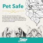 Purple Phalaenopsis Live Orchid Plant Lover Gift & White Orchid Pot, 11-15" Tall, Live Plant Gift, Fresh Orchids Plants Live House Plants, Live Plants Indoor Plants Live Houseplants by Plants for Pets