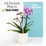 Purple Phalaenopsis Live Orchid Plant Lover Gift & White Orchid Pot, 11-15" Tall, Live Plant Gift, Fresh Orchids Plants Live House Plants, Live Plants Indoor Plants Live Houseplants by Plants for Pets