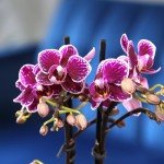 Purple Phalaenopsis Live Orchid Plant Lover Gift & White Orchid Pot, 11-15" Tall, Live Plant Gift, Fresh Orchids Plants Live House Plants, Live Plants Indoor Plants Live Houseplants by Plants for Pets