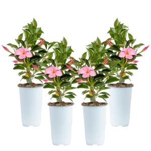 Costa Farms Mandevilla Live Plants | Pack of 4 | 1.5Pt. Houseplants, Flowering Blooms in Plant Pots | Outdoor Decor, Room Decor, Patio, Balcony | Pink Flowers