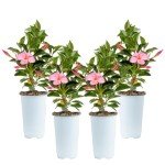 Costa Farms Mandevilla Live Plants | Pack of 4 | 1.5Pt. Houseplants, Flowering Blooms in Plant Pots | Outdoor Decor, Room Decor, Patio, Balcony | Pink Flowers