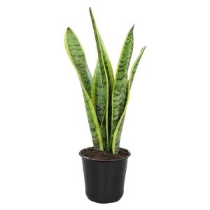 Altman Plants Sansevieria Laurentii Variegated Snake Plants (Approx. 10 in. Tall), Easy Plant, Air Purifying Plant & Desk Plant Decor, Striped Live Snake Plant Live Plants, Indoor Plants & Houseplants