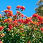 Lantana Dallas Red | 3 Live Plants | Lantana Camara | Flowering Perennial | Garden Colorful Bloom | Hardy Outdoor Decor | Vibrant Red Flowers