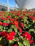 Lantana Dallas Red | 3 Live Plants | Lantana Camara | Flowering Perennial | Garden Colorful Bloom | Hardy Outdoor Decor | Vibrant Red Flowers