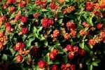 Lantana Dallas Red | 3 Live Plants | Lantana Camara | Flowering Perennial | Garden Colorful Bloom | Hardy Outdoor Decor | Vibrant Red Flowers