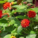 Lantana Dallas Red | 3 Live Plants | Lantana Camara | Flowering Perennial | Garden Colorful Bloom | Hardy Outdoor Decor | Vibrant Red Flowers