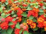 Lantana Dallas Red | 3 Live Plants | Lantana Camara | Flowering Perennial | Garden Colorful Bloom | Hardy Outdoor Decor | Vibrant Red Flowers