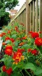 Lantana Dallas Red | 3 Live Plants | Lantana Camara | Flowering Perennial | Garden Colorful Bloom | Hardy Outdoor Decor | Vibrant Red Flowers