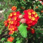 Lantana Dallas Red | 3 Live Plants | Lantana Camara | Flowering Perennial | Garden Colorful Bloom | Hardy Outdoor Decor | Vibrant Red Flowers