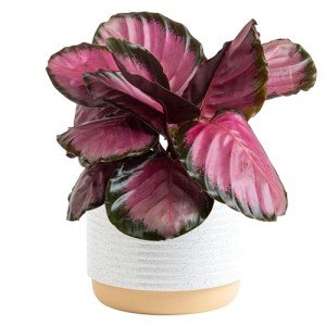 Costa Farms Calathea Pink Star Live Plant | 12-Inches Tall | Beautiful Potted Houseplant in Decorative Plant Pot, Potting Soil | Unique Garden or Birthday Gift | Room and Home Decor