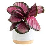 Costa Farms Calathea Pink Star Live Plant | 12-Inches Tall | Beautiful Potted Houseplant in Decorative Plant Pot, Potting Soil | Unique Garden or Birthday Gift | Room and Home Decor