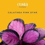 Costa Farms Calathea Pink Star Live Plant | 12-Inches Tall | Beautiful Potted Houseplant in Decorative Plant Pot, Potting Soil | Unique Garden or Birthday Gift | Room and Home Decor