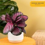 Costa Farms Calathea Pink Star Live Plant | 12-Inches Tall | Beautiful Potted Houseplant in Decorative Plant Pot, Potting Soil | Unique Garden or Birthday Gift | Room and Home Decor