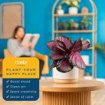 Costa Farms Calathea Pink Star Live Plant | 12-Inches Tall | Beautiful Potted Houseplant in Decorative Plant Pot, Potting Soil | Unique Garden or Birthday Gift | Room and Home Decor