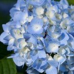 Endless Summer Original Hydrangea, 1 Gal, Blue
