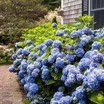 Endless Summer Original Hydrangea, 1 Gal, Blue