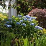 Endless Summer Original Hydrangea, 1 Gal, Blue