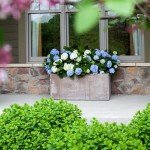 Endless Summer Original Hydrangea, 1 Gal, Blue