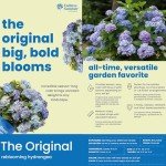 Endless Summer Original Hydrangea, 1 Gal, Blue