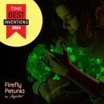 Firefly Petunia Live Plant (3 Pack) | Glow-in-The-Dark Bioluminescent Houseplant with Fragrant White Blooms | Easy-to-Grow Indoor/Outdoor Flower | 5-6 Inches Tall