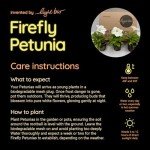 Firefly Petunia Live Plant (3 Pack) | Glow-in-The-Dark Bioluminescent Houseplant with Fragrant White Blooms | Easy-to-Grow Indoor/Outdoor Flower | 5-6 Inches Tall