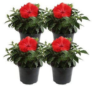 Costa Farms Live Premium Hibiscus Outdoor Plant in 1 QT Grower Pot, 13-Inches Tall, Red Flowers