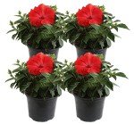 Costa Farms Live Premium Hibiscus Outdoor Plant in 1 QT Grower Pot, 13-Inches Tall, Red Flowers