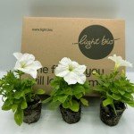 Firefly Petunia Live Plant (3 Pack) | Glow-in-The-Dark Bioluminescent Houseplant with Fragrant White Blooms | Easy-to-Grow Indoor/Outdoor Flower | 5-6 Inches Tall