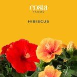 Costa Farms Live Premium Hibiscus Outdoor Plant in 1 QT Grower Pot, 13-Inches Tall, Red Flowers