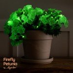 Firefly Petunia Live Plant (3 Pack) | Glow-in-The-Dark Bioluminescent Houseplant with Fragrant White Blooms | Easy-to-Grow Indoor/Outdoor Flower | 5-6 Inches Tall