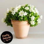 Firefly Petunia Live Plant (3 Pack) | Glow-in-The-Dark Bioluminescent Houseplant with Fragrant White Blooms | Easy-to-Grow Indoor/Outdoor Flower | 5-6 Inches Tall