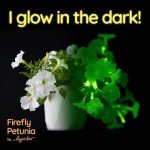 Firefly Petunia Live Plant (3 Pack) | Glow-in-The-Dark Bioluminescent Houseplant with Fragrant White Blooms | Easy-to-Grow Indoor/Outdoor Flower | 5-6 Inches Tall