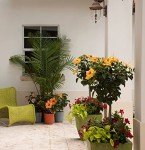 Costa Farms Live Premium Hibiscus Outdoor Plant in 1 QT Grower Pot, 13-Inches Tall, Red Flowers