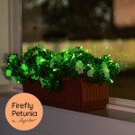 Firefly Petunia Live Plant (3 Pack) | Glow-in-The-Dark Bioluminescent Houseplant with Fragrant White Blooms | Easy-to-Grow Indoor/Outdoor Flower | 5-6 Inches Tall