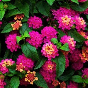 4 Lantana Plants Live, Lantana Live Plants for Planting Outdoors, 4 to 8 Inch Tall Trailing Lantana Plants, Well Rooted, Ready to Plant, Lantana Perennial Plants, Pink