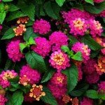 4 Lantana Plants Live, Lantana Live Plants for Planting Outdoors, 4 to 8 Inch Tall Trailing Lantana Plants, Well Rooted, Ready to Plant, Lantana Perennial Plants, Pink