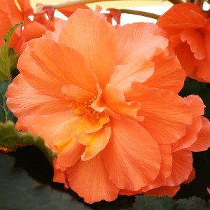 Orange Hanging Basket Begonias Flower Bulbs - 3 Tubers per Pack - Deer Resistant - Grows Well in Containers - Easy to Grow Live Plants - Outdoor Garden - Full to Part Shade