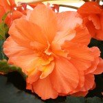 Orange Hanging Basket Begonias Flower Bulbs - 3 Tubers per Pack - Deer Resistant - Grows Well in Containers - Easy to Grow Live Plants - Outdoor Garden - Full to Part Shade