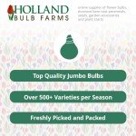 Orange Hanging Basket Begonias Flower Bulbs - 3 Tubers per Pack - Deer Resistant - Grows Well in Containers - Easy to Grow Live Plants - Outdoor Garden - Full to Part Shade