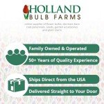 Orange Hanging Basket Begonias Flower Bulbs - 3 Tubers per Pack - Deer Resistant - Grows Well in Containers - Easy to Grow Live Plants - Outdoor Garden - Full to Part Shade