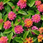 4 Lantana Plants Live, Lantana Live Plants for Planting Outdoors, 4 to 8 Inch Tall Trailing Lantana Plants, Well Rooted, Ready to Plant, Lantana Perennial Plants, Pink